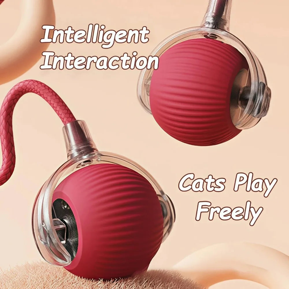 cat toys