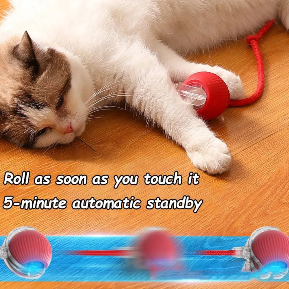 cat toys