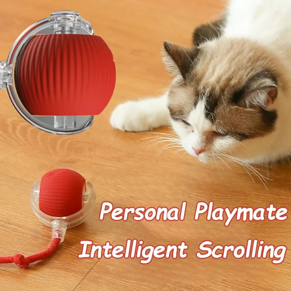 cat toys